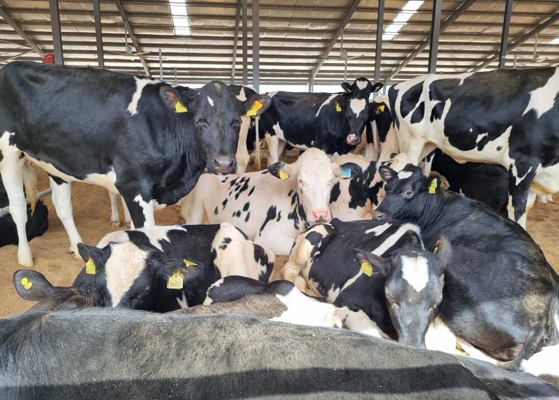 Arla Foods Takes Delivery of 216 Danish Holstein Heifers for the Arla Farm in Kaduna