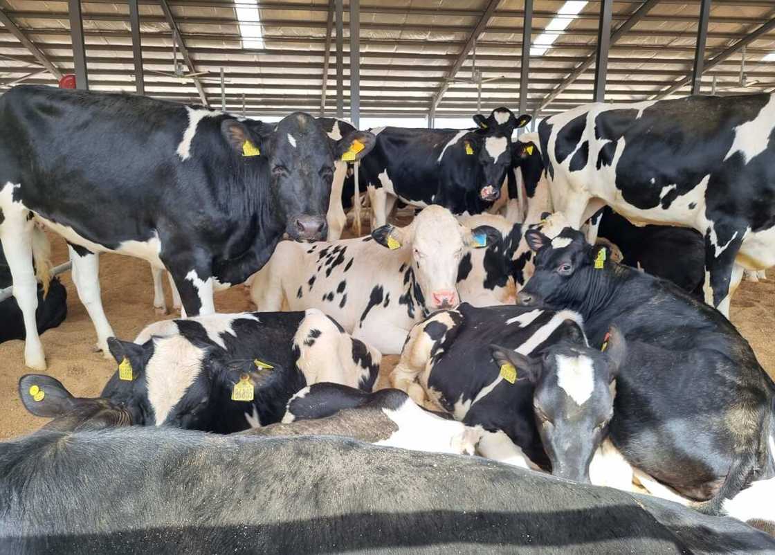 Arla Foods Takes Delivery of 216 Danish Holstein Heifers for the Arla Farm in Kaduna Arla Foods Takes Delivery of 216 Danish Holstein Heifers for the Arla Farm in Kaduna