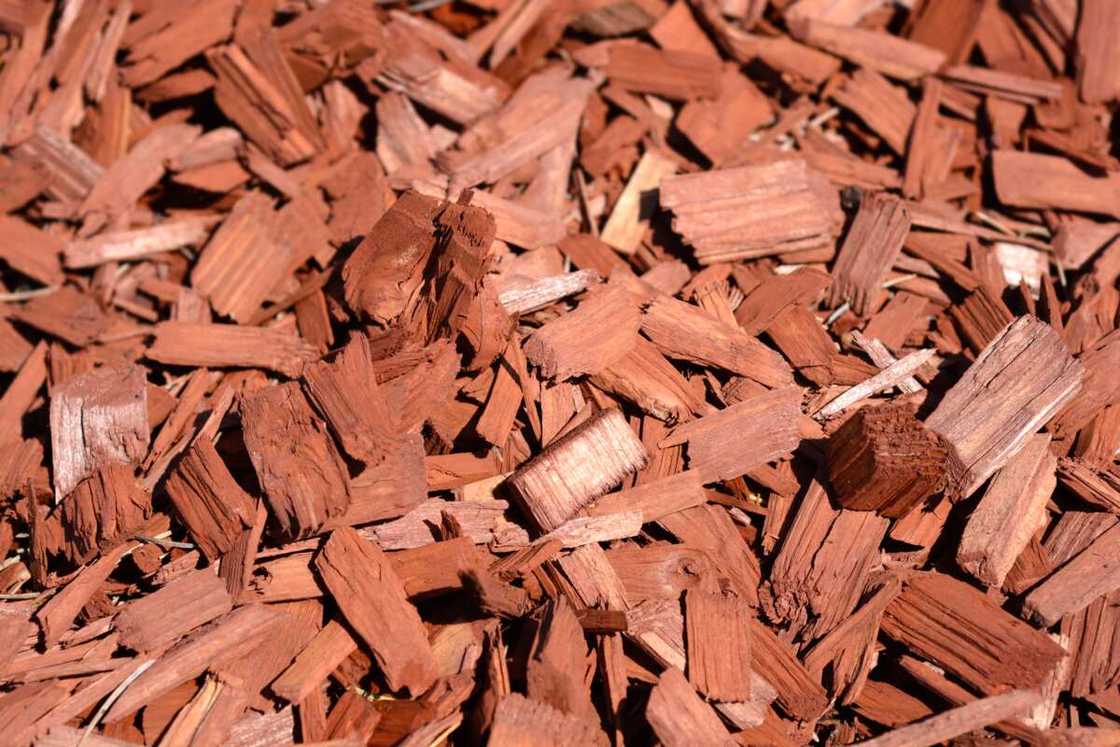 Wood chips