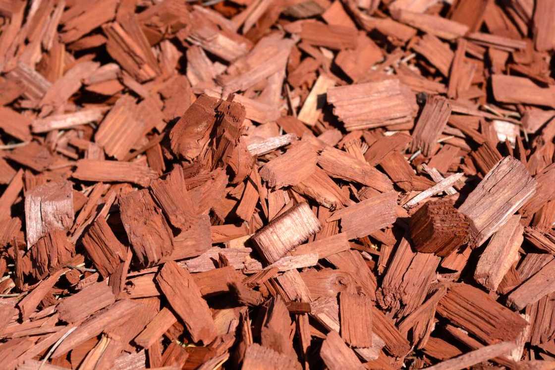 Wood chips Wood chips