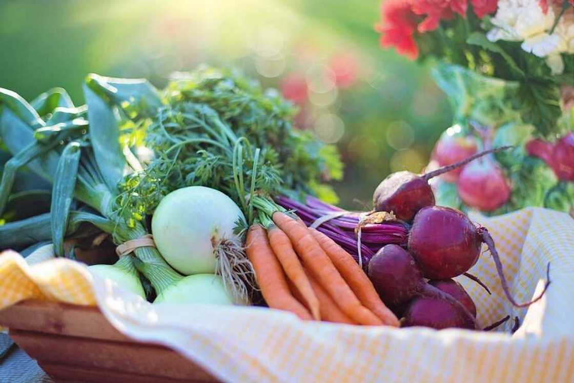 How to invest in agriculture in Nigeria and become rich How to invest in agriculture in Nigeria and become rich