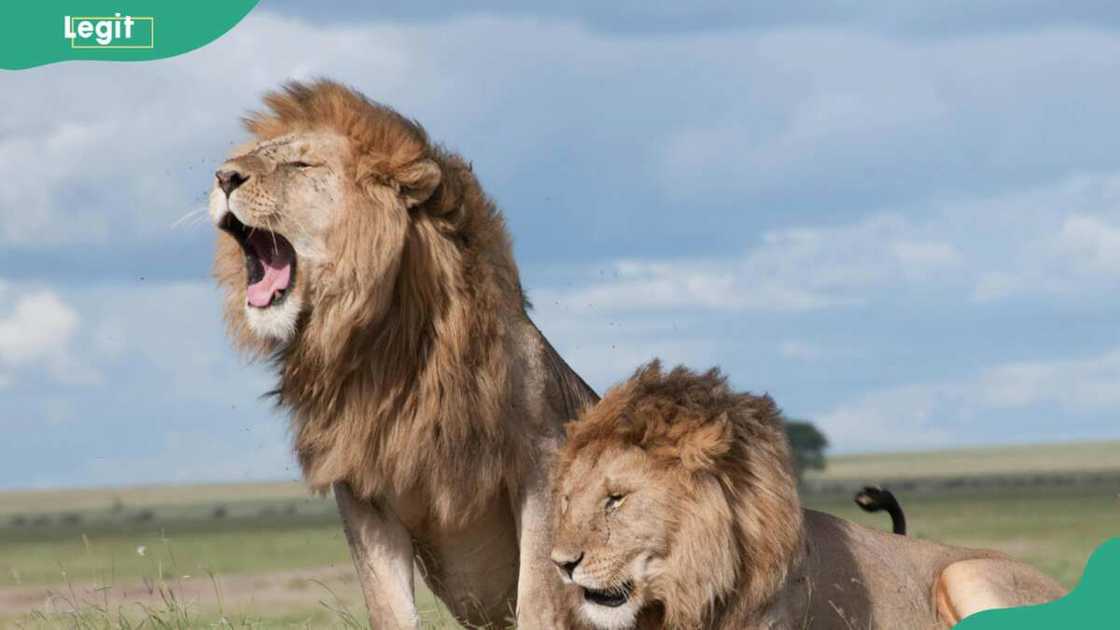 A photo of two brown lions