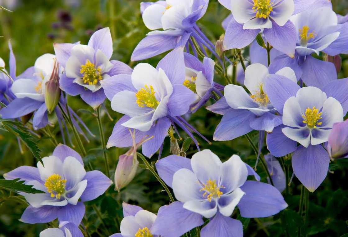 Aquilegia flowers