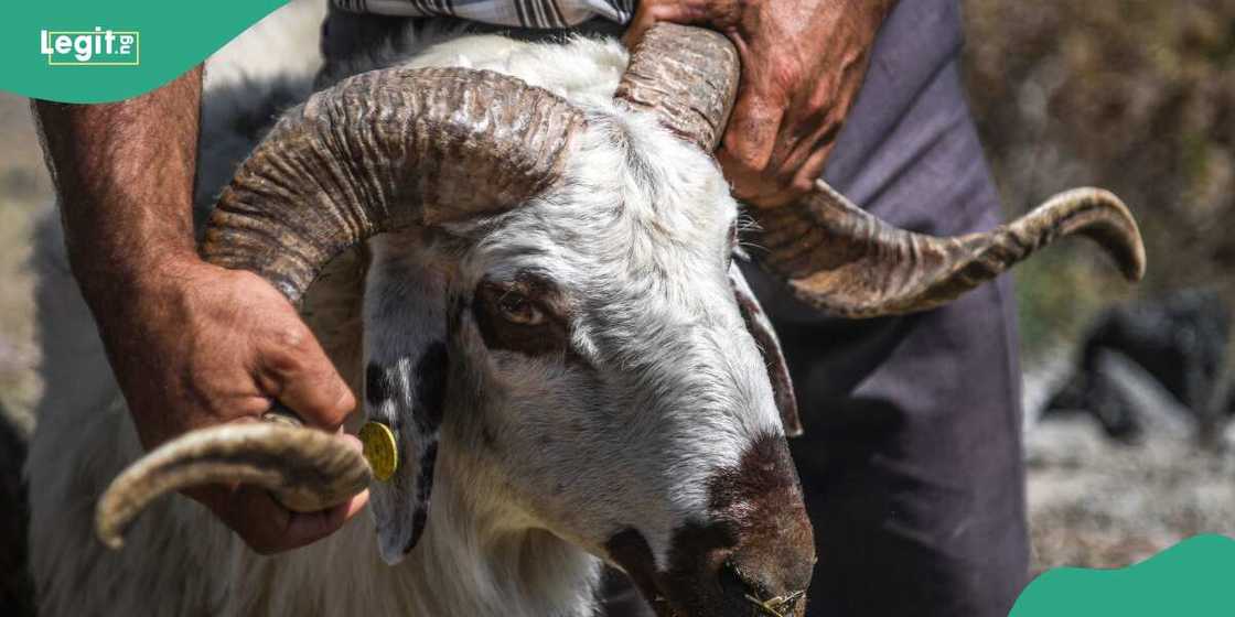 Eid-el-Kabir: Offering ram in Sallah for sacrifice is an act of worship