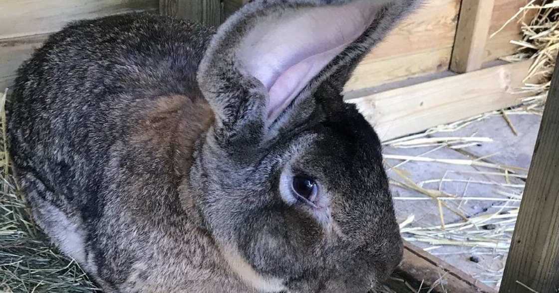 Darius: World's Biggest Rabbit Disappears, Owner Offers KSh 100k for Its Recovery Darius: World's Biggest Rabbit Disappears, Owner Offers KSh 100k for Its Recovery