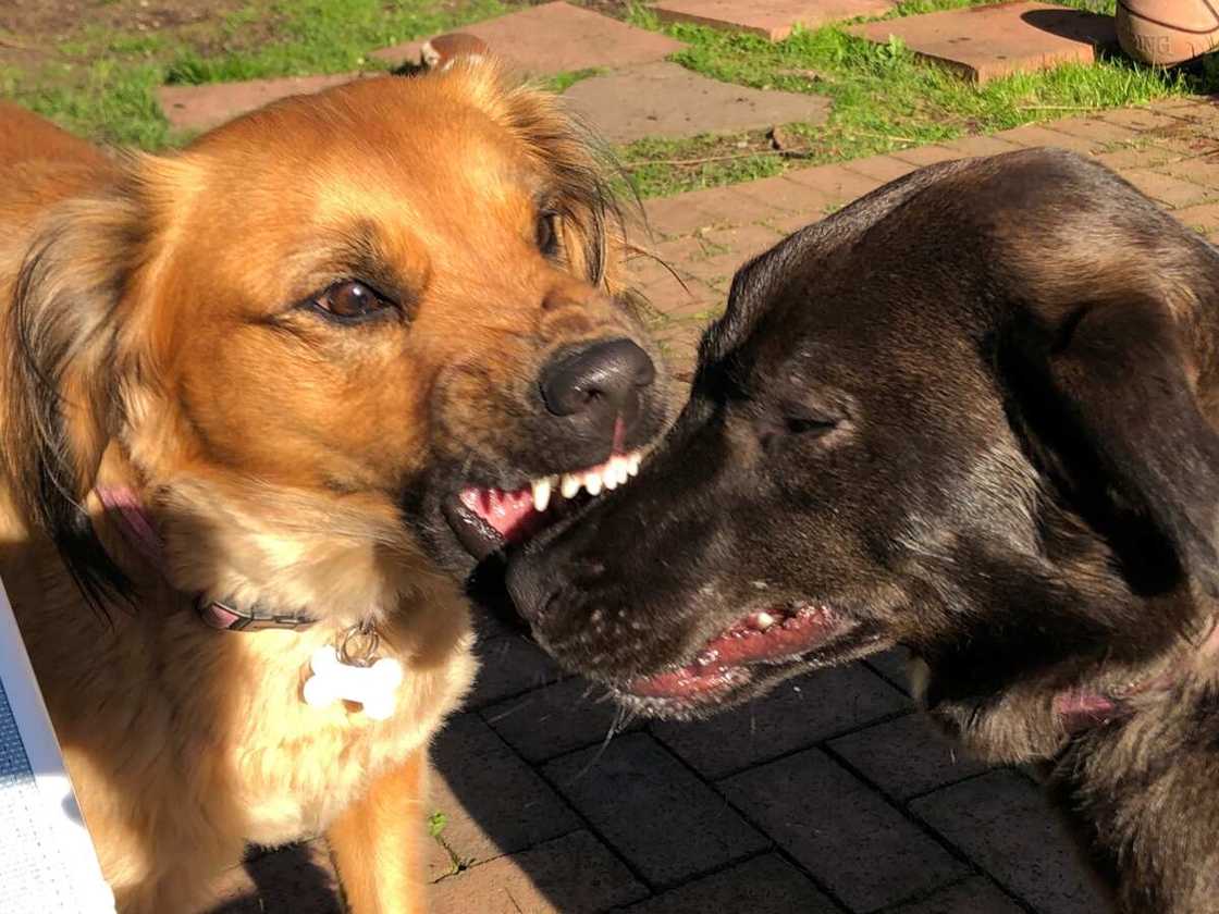 deux chiens qui jouent et montrent leurs dents deux chiens qui jouent et montrent leurs dents