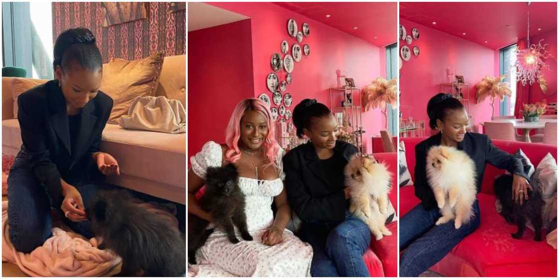 Temi Otedola finally meet big sister DJ Cuppy’s dogs, calls them her nephews Temi Otedola finally meet big sister DJ Cuppy’s dogs, calls them her nephews