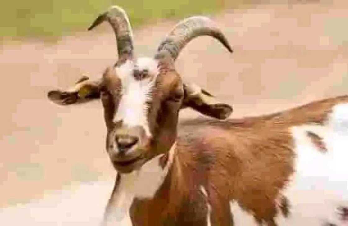 Akuya ta haifi rabi mutum rabi akuya a jihar Kwara Akuya ta haifi rabi mutum rabi akuya a jihar Kwara