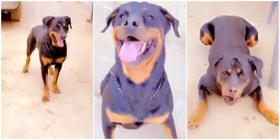 Was it Human Before: Reactions as Nigerian Man Speaks to His Dog in Yoruba, it Responds, Viral Video Wows Many Was it Human Before: Reactions as Nigerian Man Speaks to His Dog in Yoruba, it Responds, Viral Video Wows Many