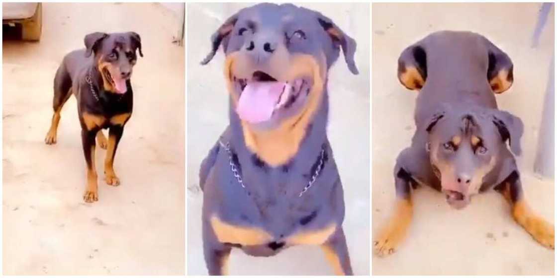 Was it Human Before: Reactions as Nigerian Man Speaks to His Dog in Yoruba, it Responds, Viral Video Wows Many