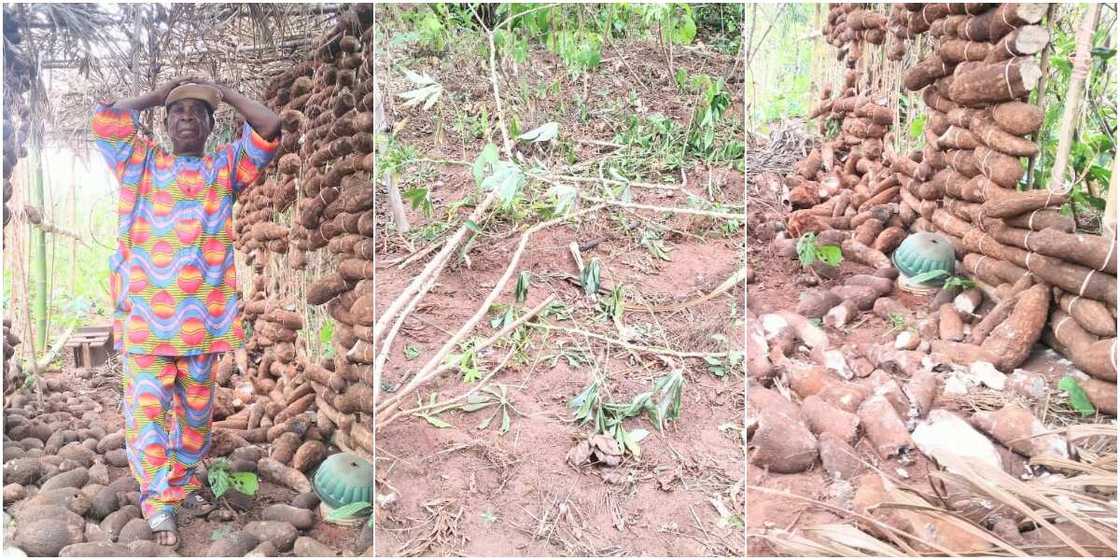 82-year-old farmer laments destruction of his crops by suspected herdsmen 82-year-old farmer laments destruction of his crops by suspected herdsmen