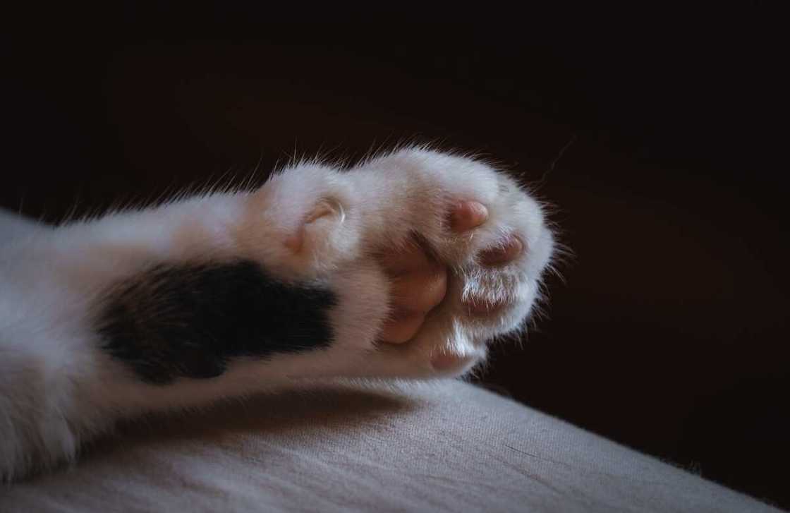 Patte de chat Patte de chat