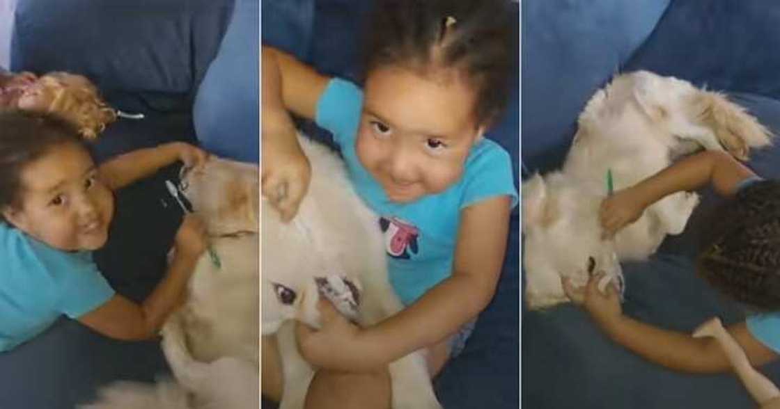 Little girl brushes dog's teeth