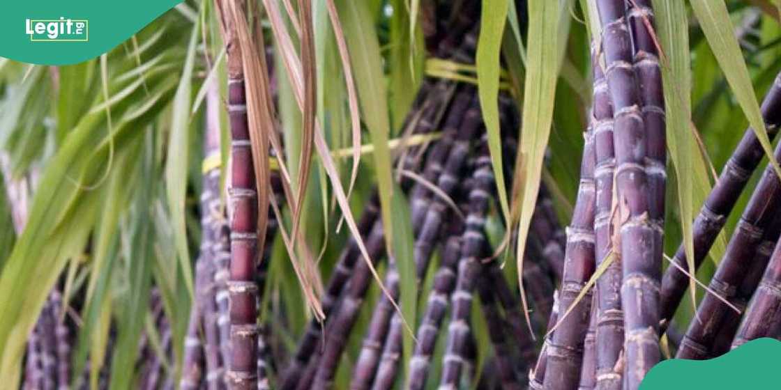 Sandunan Rake Sandunan Rake