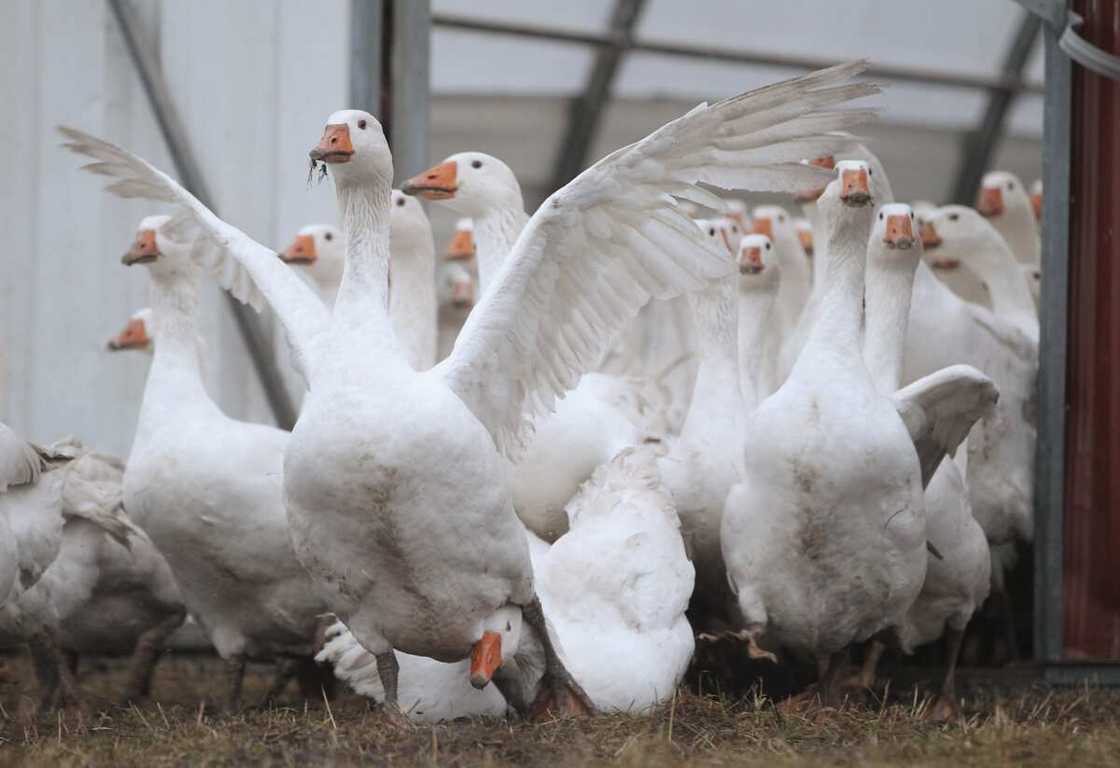 what birds mate for life what birds mate for life