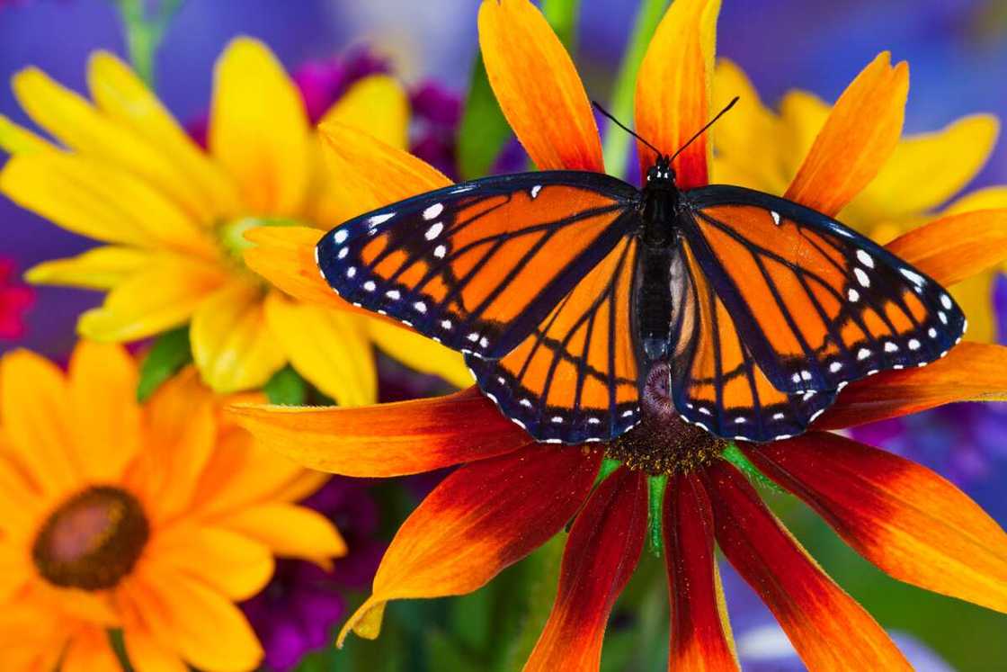 Viceroy butterfly resting on a flower