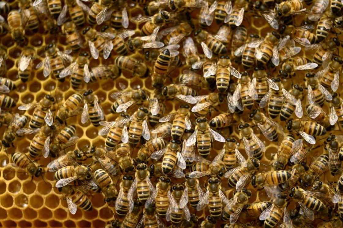 'What kills bees will one day damage people's health too,' warns French scientist Jean-Marc Bonmatin 'What kills bees will one day damage people's health too,' warns French scientist Jean-Marc Bonmatin