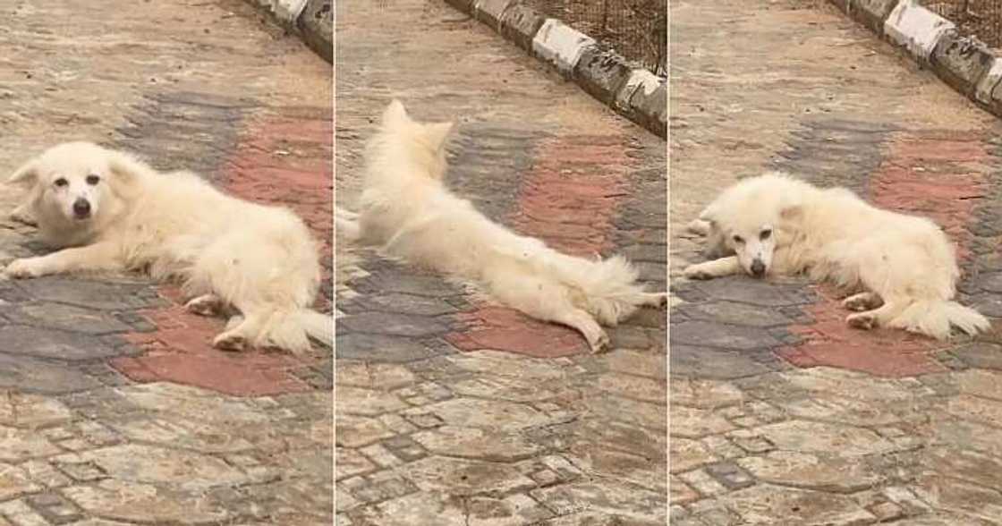 Nigerian man cautions dog to lie like a lady Nigerian man cautions dog to lie like a lady