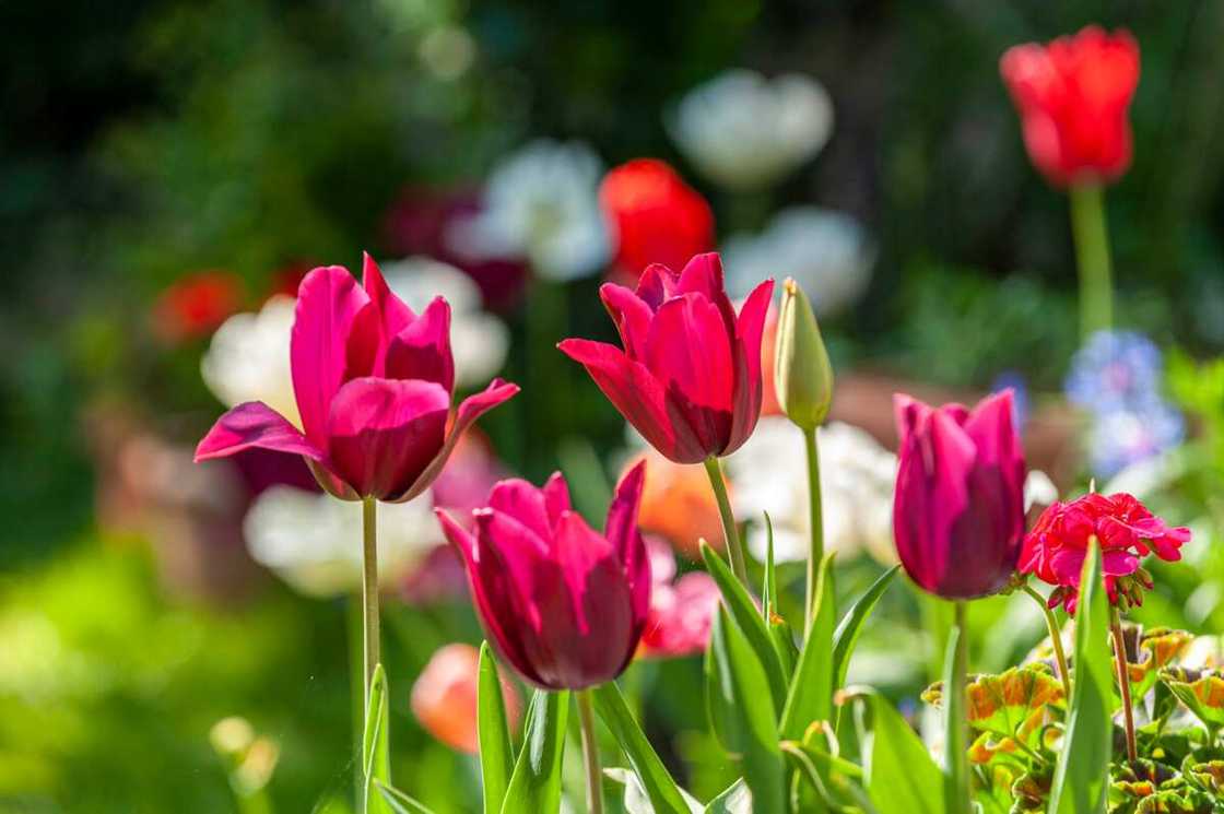 Pretty tulip merlot blooms Pretty tulip merlot blooms