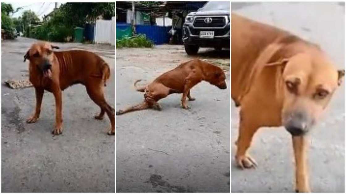 The dog is such a funny animal. The dog is such a funny animal.