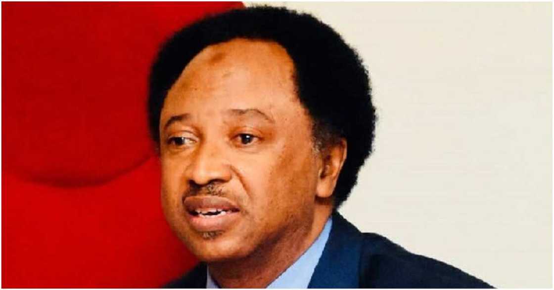 Former Kaduna Senator, 2023 presidential election, PDP, APC, Labour Party, Shehu Sani