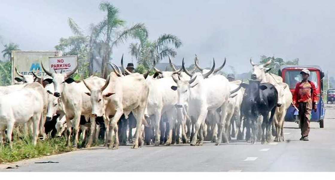 Herdsmen: Don’t stop others from pursuing their businesses, northern governors Herdsmen: Don’t stop others from pursuing their businesses, northern governors