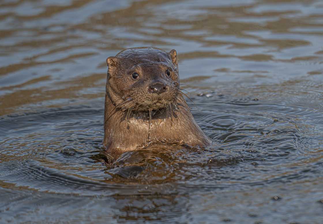 Wild Eurasian otter in the UK swimming in a lake Wild Eurasian otter in the UK swimming in a lake