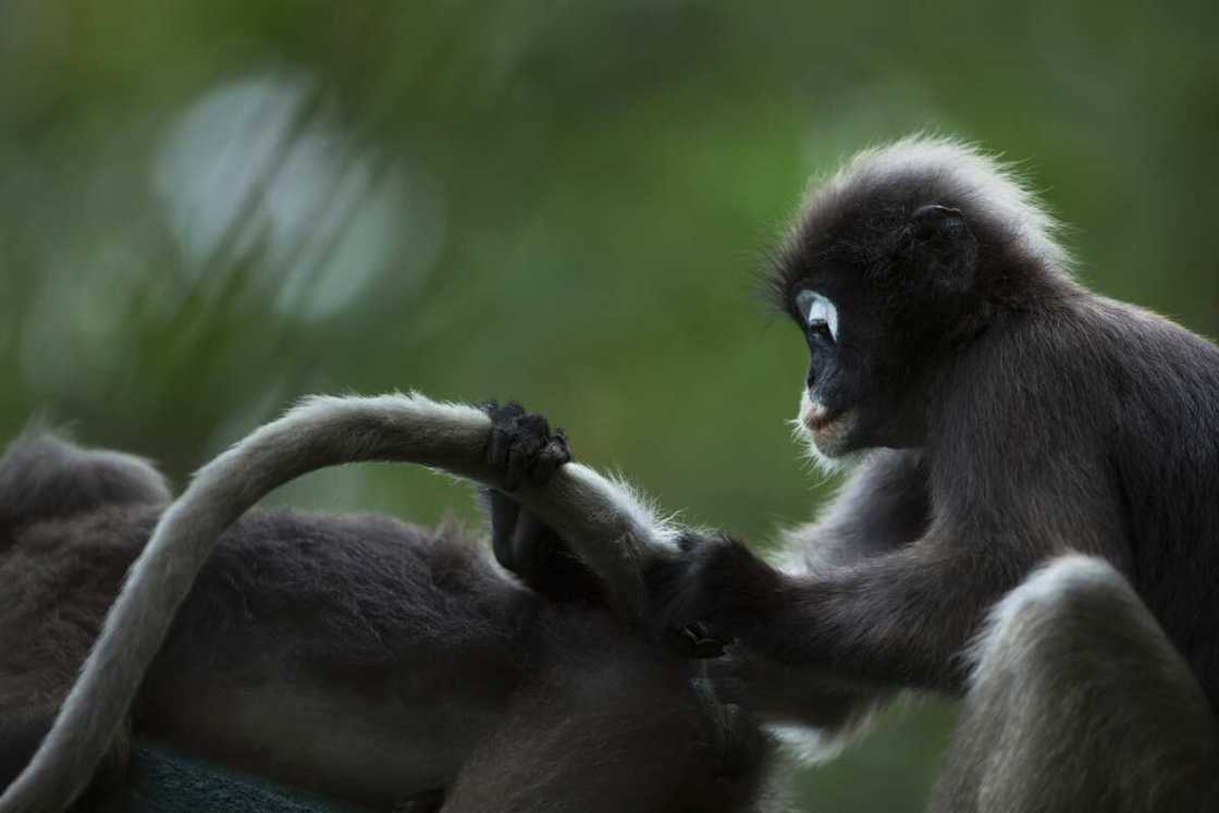 Dusky leaf monkeys grooming