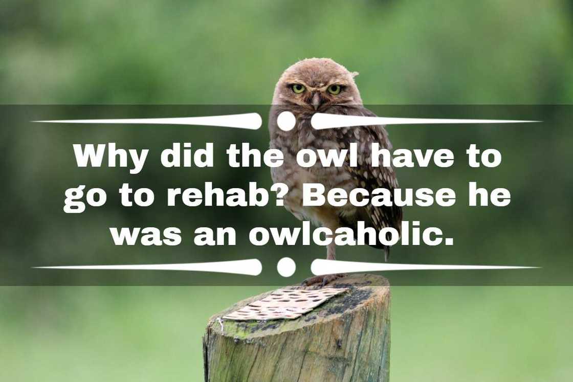 funny owl puns