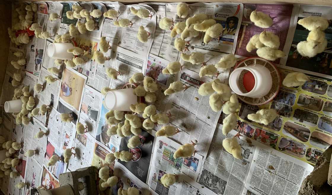 Dozens of fluffy yellow day-old chicks gathered around plastic feeders and waterers Dozens of fluffy yellow day-old chicks gathered around plastic feeders and waterers