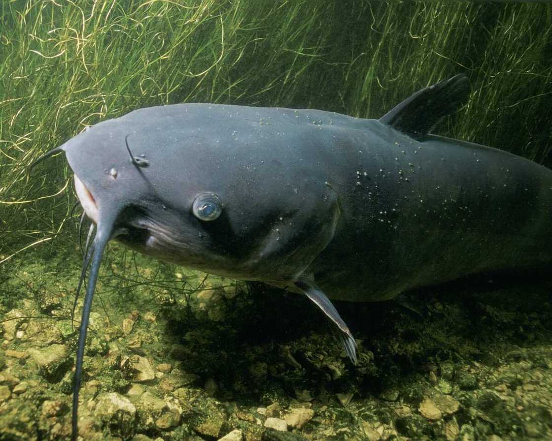 How to hatch catfish eggs at home