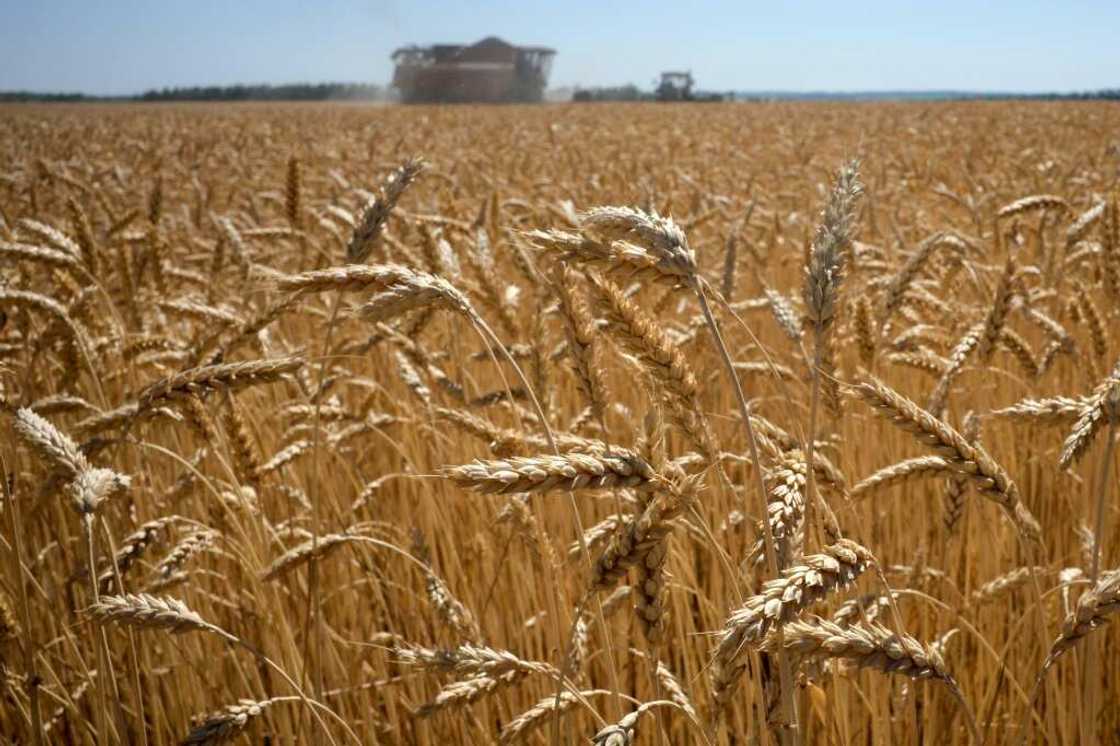 Brussels wants to make Russian grain imports into the EU 'unviable' Brussels wants to make Russian grain imports into the EU 'unviable'