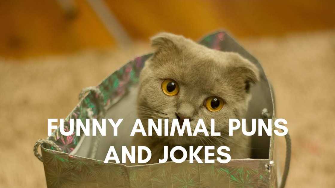 Funny animal puns and jokes