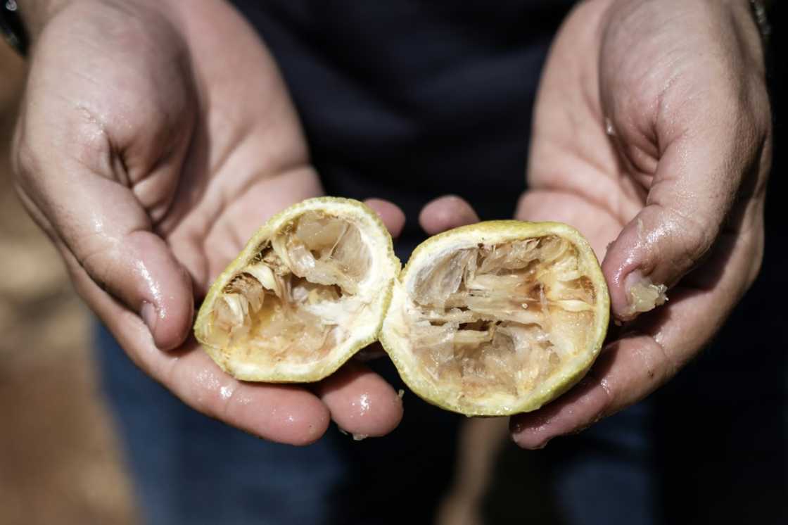 Farmer Rosario Cognata estimates his losses at between 30 percent and 40 percent so far this year Farmer Rosario Cognata estimates his losses at between 30 percent and 40 percent so far this year