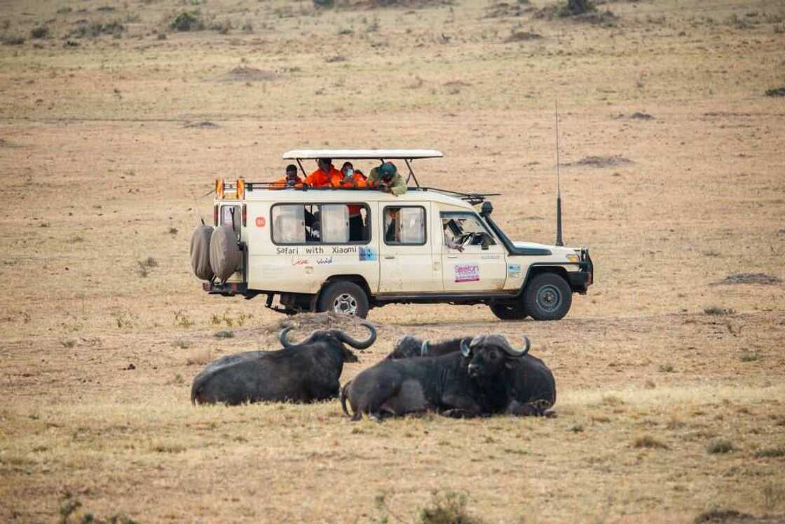Safari with Xiaomi Winners Experience the Iconic African Wilderness the Maasai Mara Safari with Xiaomi Winners Experience the Iconic African Wilderness the Maasai Mara
