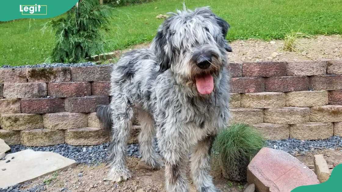 Bergamasco Shepherd