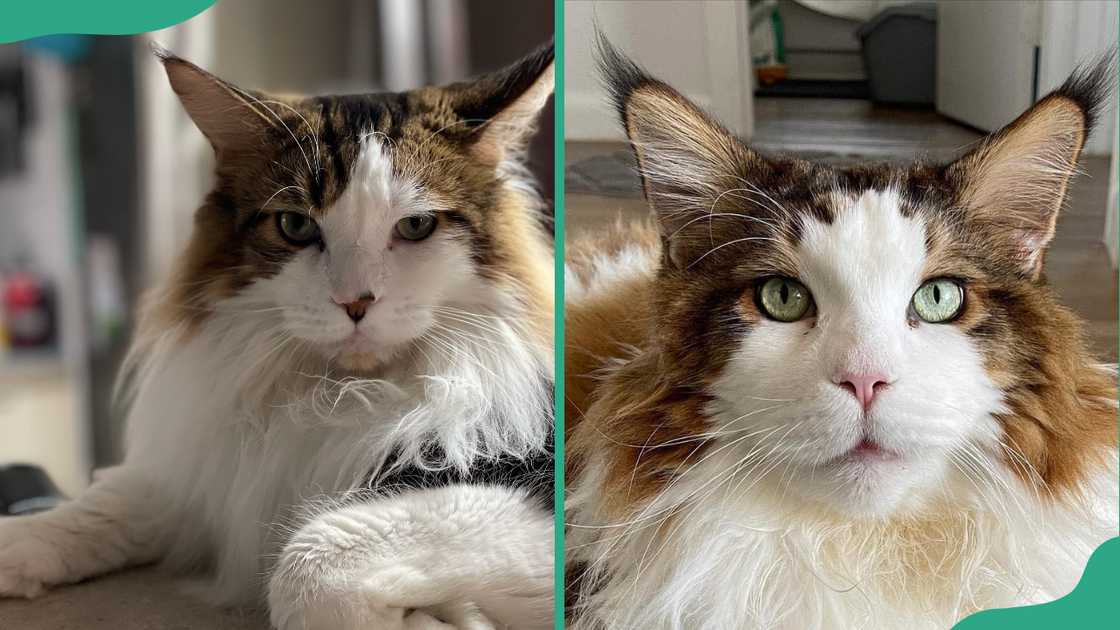 Samson lying down with a relaxed posture (L). A frontal view of Samson's face (R) Samson lying down with a relaxed posture (L). A frontal view of Samson's face (R)