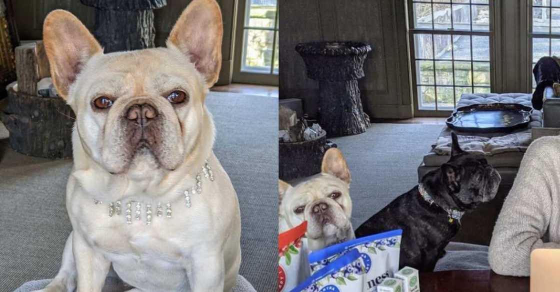 Talk show host Martha Stewart dresses dogs in expensive diamonds Talk show host Martha Stewart dresses dogs in expensive diamonds