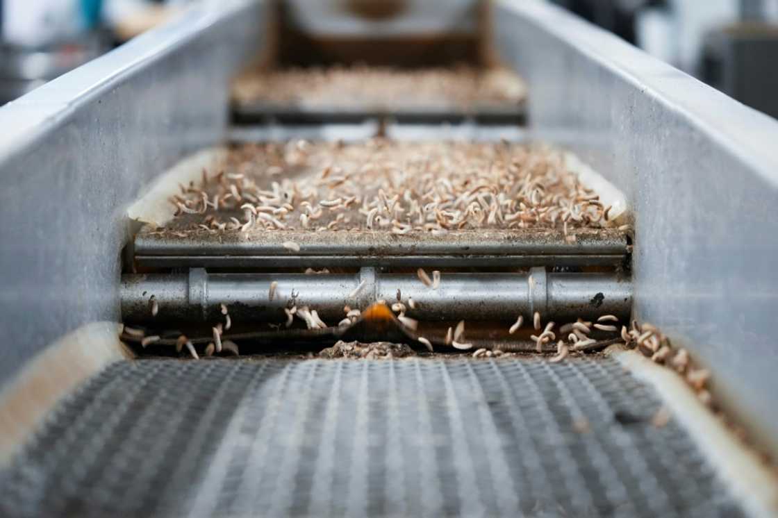 After 12 days, every 25 kilograms of eggs produces 100 tonnes of moist larvae After 12 days, every 25 kilograms of eggs produces 100 tonnes of moist larvae
