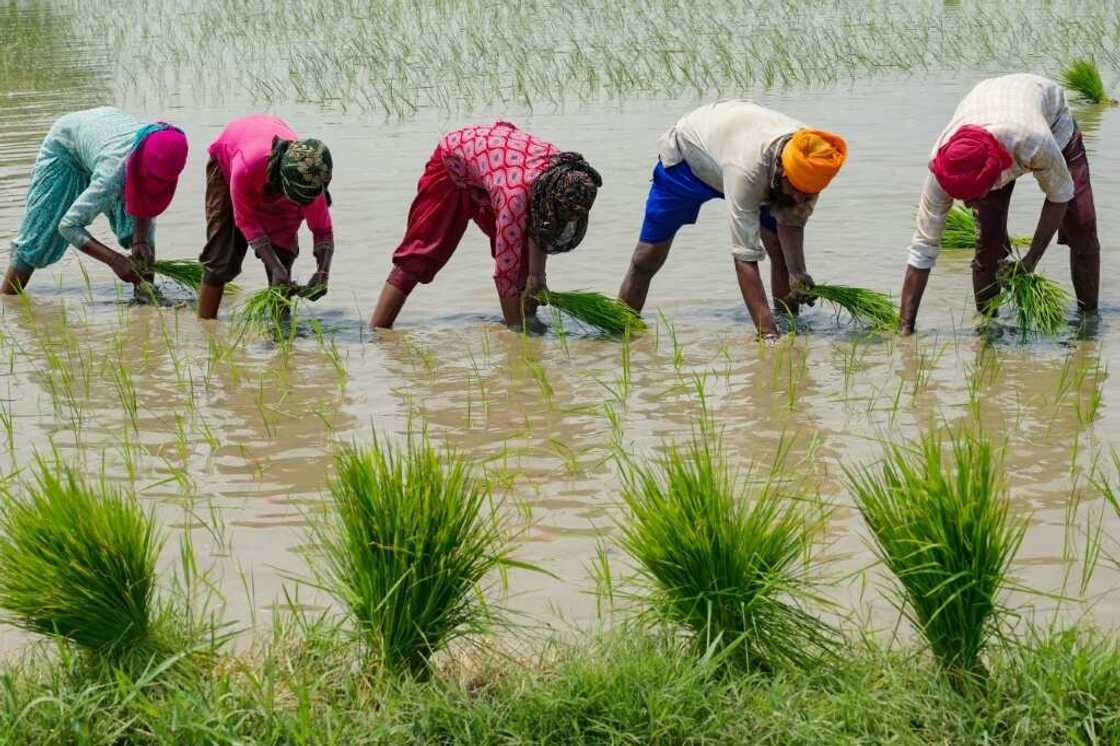 India accounts for 40 percent of global rice exports India accounts for 40 percent of global rice exports
