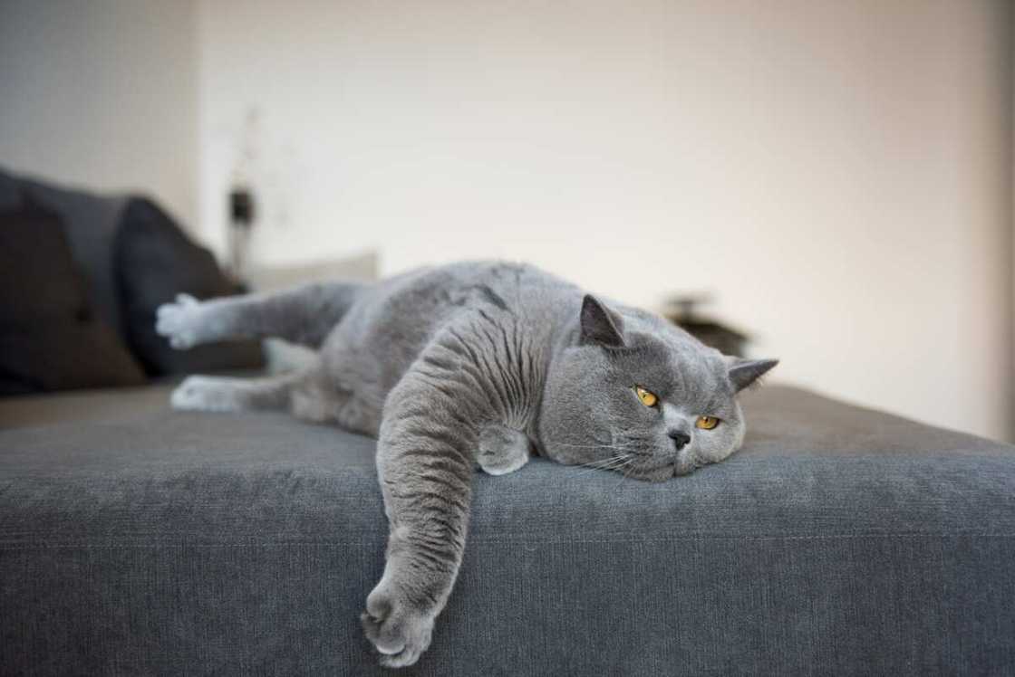 les chats les plus beaux du monde : le bleu russe les chats les plus beaux du monde : le bleu russe