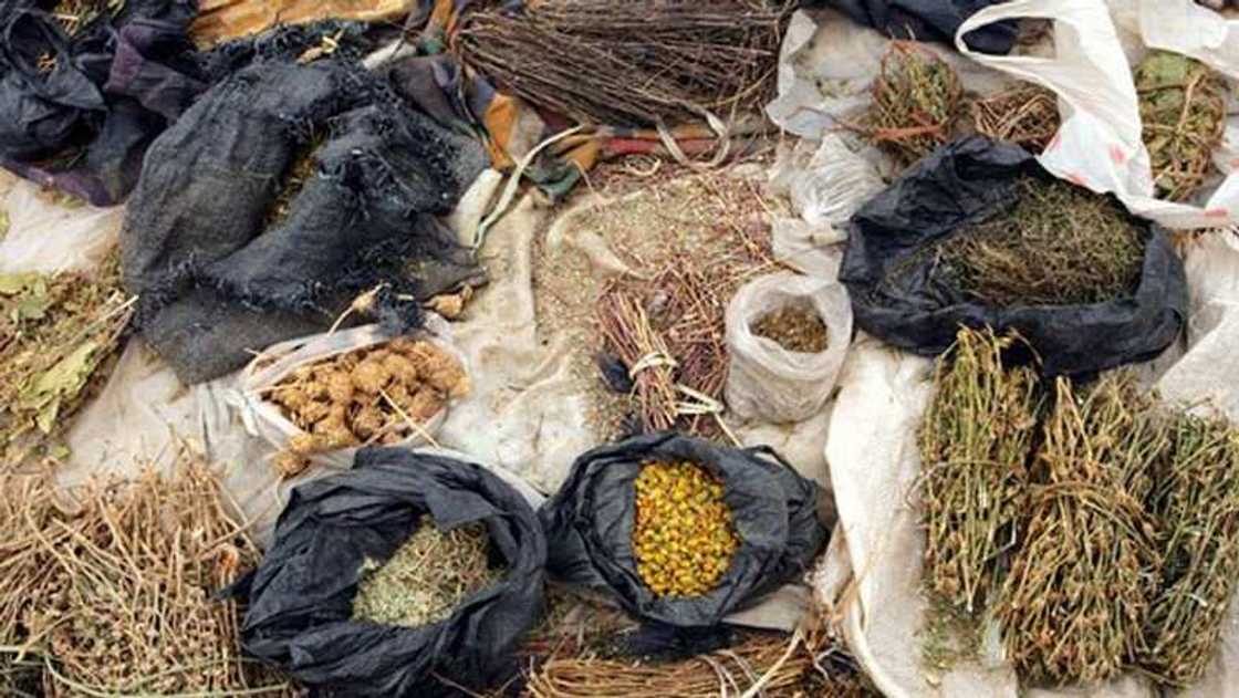 Batsa: Mazauna Kaduna sun koka da masu tallar magungunan gargagiya Batsa: Mazauna Kaduna sun koka da masu tallar magungunan gargagiya