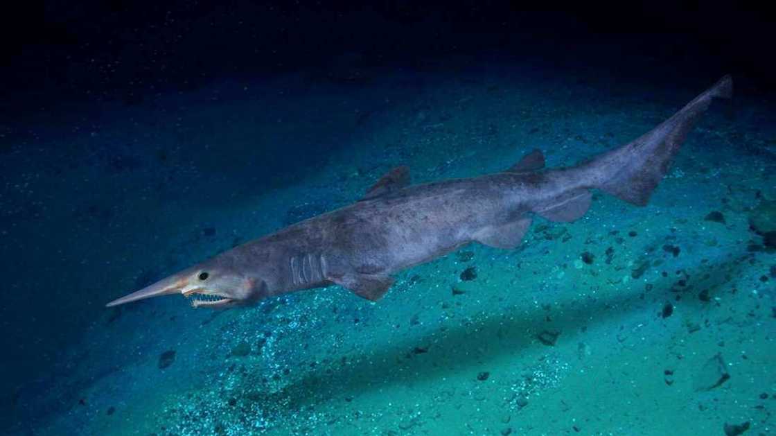 Funny looking fish Funny looking fish