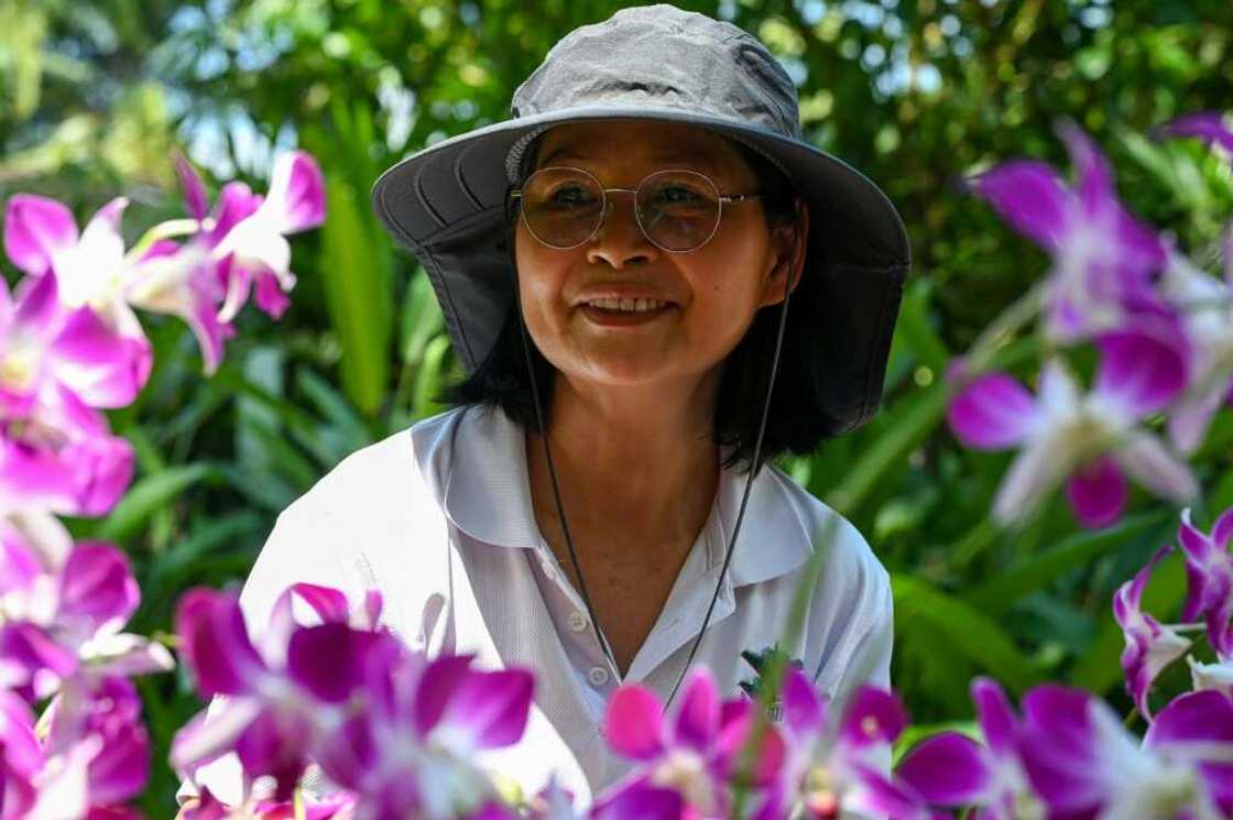 "Dendrobium Elizabeth is a majestic, robust and resilient plant," said Whang Lay Keng, curator at Singapore's National Orchid Garden "Dendrobium Elizabeth is a majestic, robust and resilient plant," said Whang Lay Keng, curator at Singapore's National Orchid Garden