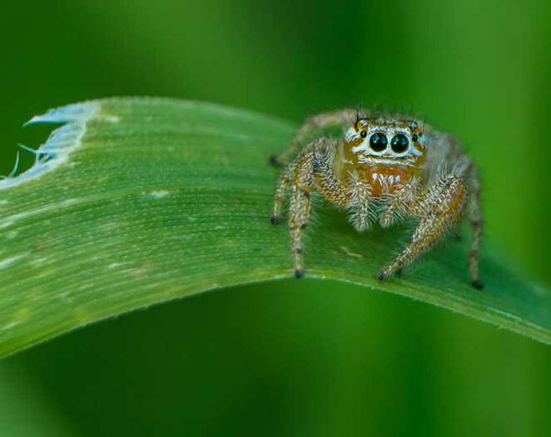 araignée sauteuse