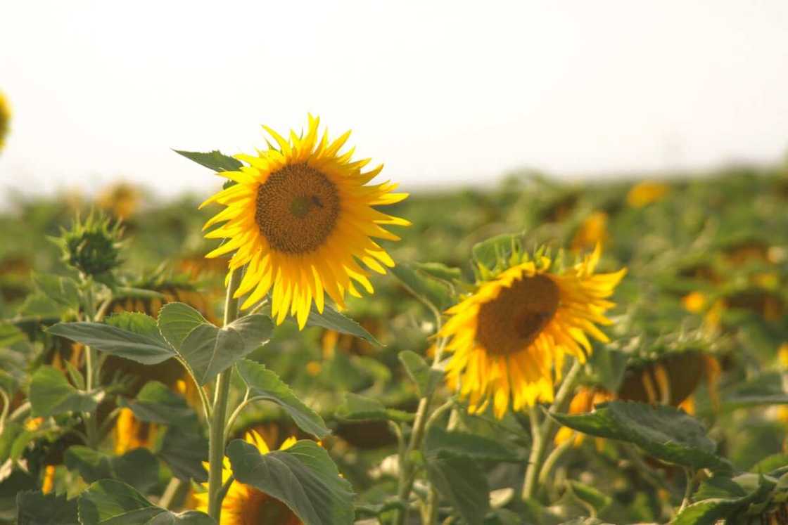 facts about sunflowers