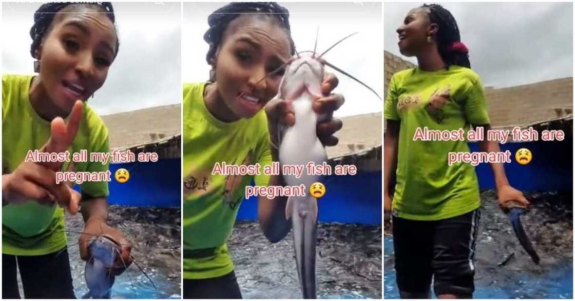 Fish farmer, pregnant fish Fish farmer, pregnant fish