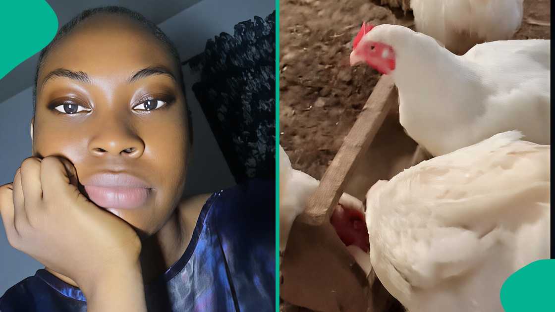 Woman shares her husband's experience rearing chicken. Woman shares her husband's experience rearing chicken.