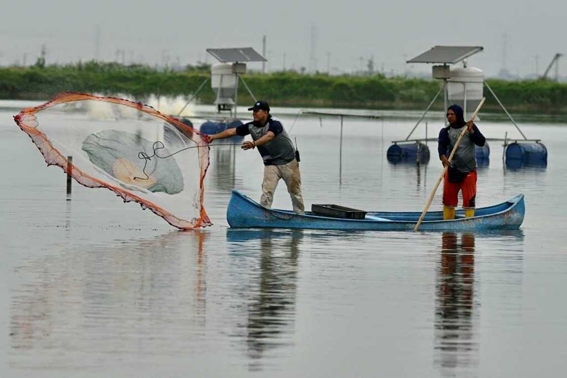 A shrimper casts a net at a production pond in Taura, Ecuador on July 31, 2023 A shrimper casts a net at a production pond in Taura, Ecuador on July 31, 2023