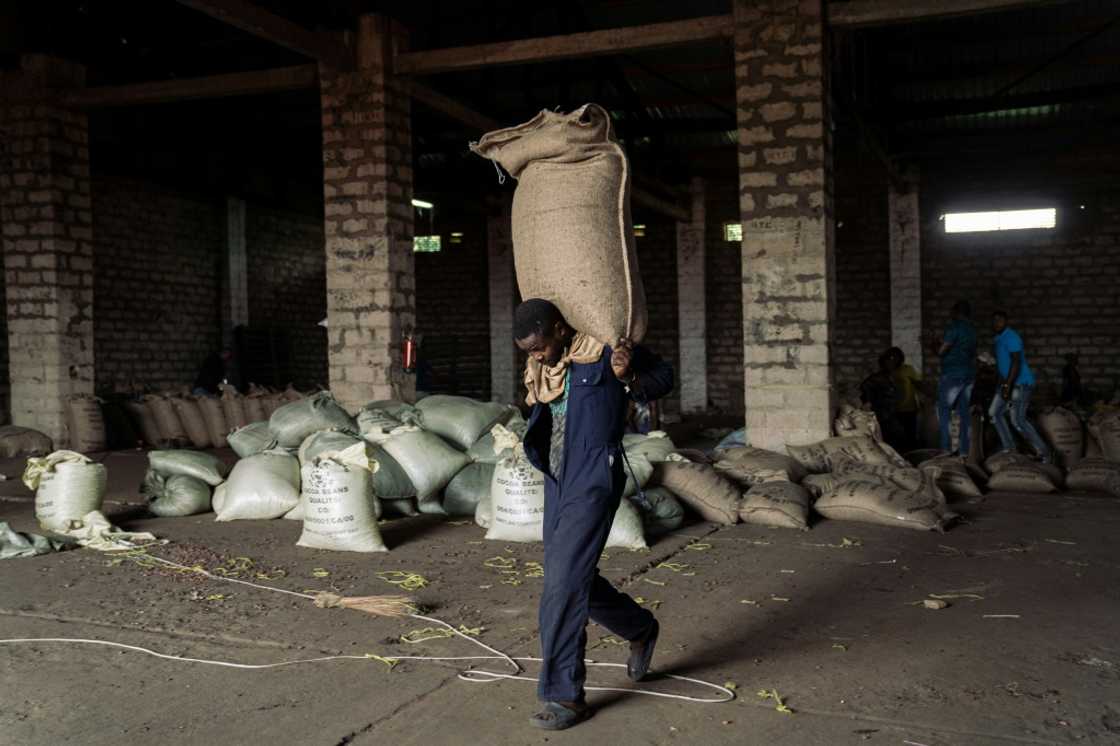 The National Office of Agricultural Products of Congo is a hive of activity during cocoa harvesting season